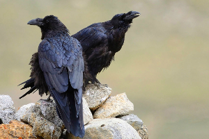 Scientists Discover the Ability of Ravens to Plan Ahead